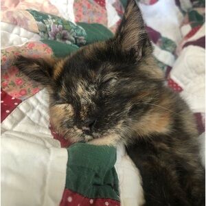 Meet your Posher, Gwen